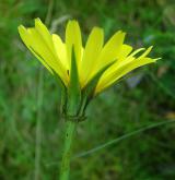 kozí brada východní <i>(Tragopogon orientalis)</i> / Květ/Květenství