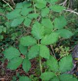 ostružiník zvlněný <i>(Rubus pericrispatus)</i> / List