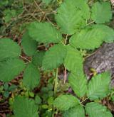 ostružiník zvlněný <i>(Rubus pericrispatus)</i> / List