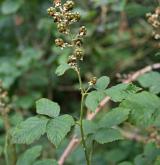 ostružiník zvlněný <i>(Rubus pericrispatus)</i> / Květ/Květenství