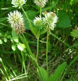 jetel horský <i>(Trifolium montanum)</i> / Habitus