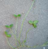jetel plazivý <i>(Trifolium repens)</i> / Habitus