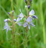 rozrazil lékařský <i>(Veronica officinalis)</i> / Květ/Květenství