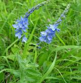 rozrazil ožankový <i>(Veronica teucrium)</i> / Habitus