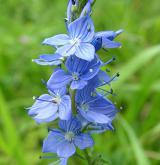 rozrazil ožankový <i>(Veronica teucrium)</i> / Květ/Květenství