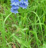 rozrazil ožankový <i>(Veronica teucrium)</i> / Habitus