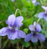 violka vonná <i>(Viola odorata)</i> / Květ/Květenství