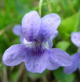 violka vonná <i>(Viola odorata)</i>