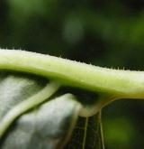 křídlatka česká <i>(Reynoutria ×bohemica)</i>