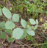 ostružiník rumištní <i>(Rubus franconicus)</i> / Habitus