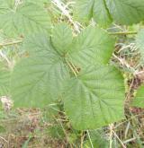 ostružiník rumištní <i>(Rubus franconicus)</i> / List