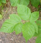 ostružiník vzpřímený <i>(Rubus nessensis)</i> / List