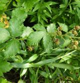 ostružiník zvlněný <i>(Rubus pericrispatus)</i> / Habitus