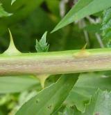 ostružiník zvlněný <i>(Rubus pericrispatus)</i> / Stonek