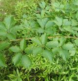 ostružiník zvlněný <i>(Rubus pericrispatus)</i> / Habitus