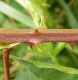 ostružiník řasnatý <i>(Rubus plicatus)</i> / Větve a pupeny