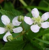 ostružiník řasnatý <i>(Rubus plicatus)</i> / Květ/Květenství