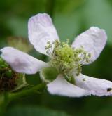 ostružiník řasnatý <i>(Rubus plicatus)</i> / Květ/Květenství