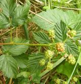 ostružiník řasnatý <i>(Rubus plicatus)</i> / Habitus