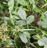 ostružiník řasnatý <i>(Rubus plicatus)</i> / Habitus