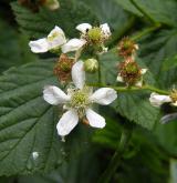 ostružiník řasnatý <i>(Rubus plicatus)</i> / Květ/Květenství