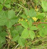 ostružiník řasnatý <i>(Rubus plicatus)</i> / Habitus