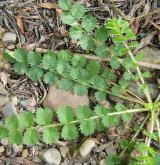 krvavec menší <i>(Sanguisorba minor)</i> / Habitus