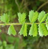 krvavec menší <i>(Sanguisorba minor)</i> / List