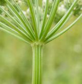 olešník kmínolistý <i>(Selinum carvifolia)</i> / Ostatní