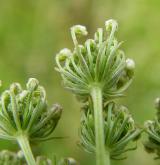 olešník kmínolistý <i>(Selinum carvifolia)</i> / Ostatní
