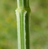 olešník kmínolistý <i>(Selinum carvifolia)</i>