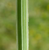 olešník kmínolistý <i>(Selinum carvifolia)</i> / Stonek