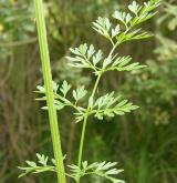 olešník kmínolistý <i>(Selinum carvifolia)</i> / List