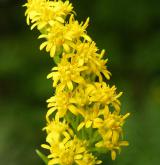 zlatobýl obrovský <i>(Solidago gigantea)</i> / Květ/Květenství