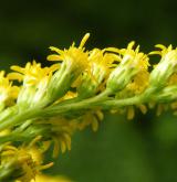 zlatobýl obrovský <i>(Solidago gigantea)</i> / Květ/Květenství