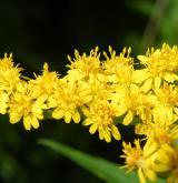 zlatobýl obrovský <i>(Solidago gigantea)</i> / Květ/Květenství