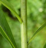 zlatobýl obrovský <i>(Solidago gigantea)</i> / Stonek