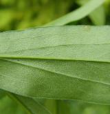 zlatobýl obrovský <i>(Solidago gigantea)</i> / List