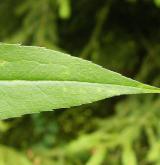 zlatobýl obrovský <i>(Solidago gigantea)</i>