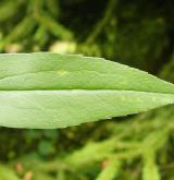 zlatobýl obrovský <i>(Solidago gigantea)</i> / List