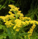 zlatobýl obrovský <i>(Solidago gigantea)</i> / Květ/Květenství