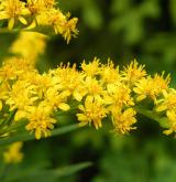 zlatobýl obrovský <i>(Solidago gigantea)</i> / Květ/Květenství