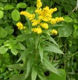 zlatobýl obrovský <i>(Solidago gigantea)</i> / Habitus