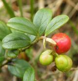 brusnice brusinka <i>(Vaccinium vitis-idaea)</i> / Plod
