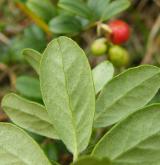brusnice brusinka <i>(Vaccinium vitis-idaea)</i> / List