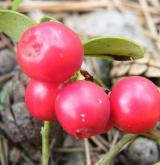 brusnice brusinka <i>(Vaccinium vitis-idaea)</i> / Plod