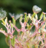 kozlík lékařský <i>(Valeriana officinalis)</i> / Plod