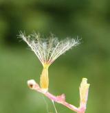 kozlík lékařský <i>(Valeriana officinalis)</i>