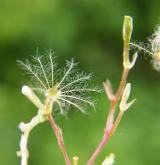 kozlík lékařský <i>(Valeriana officinalis)</i> / Plod