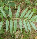 kozlík lékařský <i>(Valeriana officinalis)</i> / List